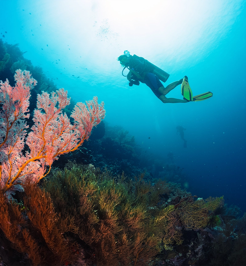 Scuba Diving in Coron